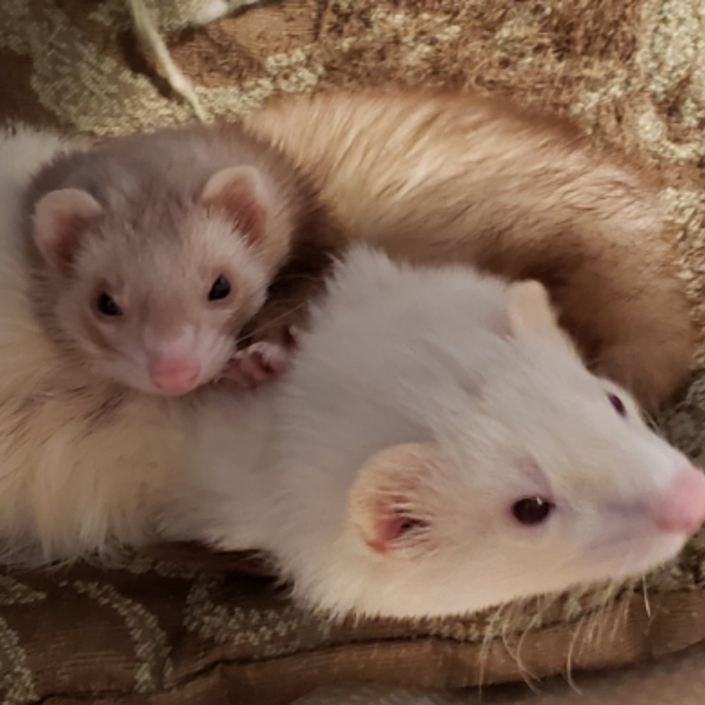 Meet your Posher, Pidge